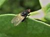 Minettia longipennis